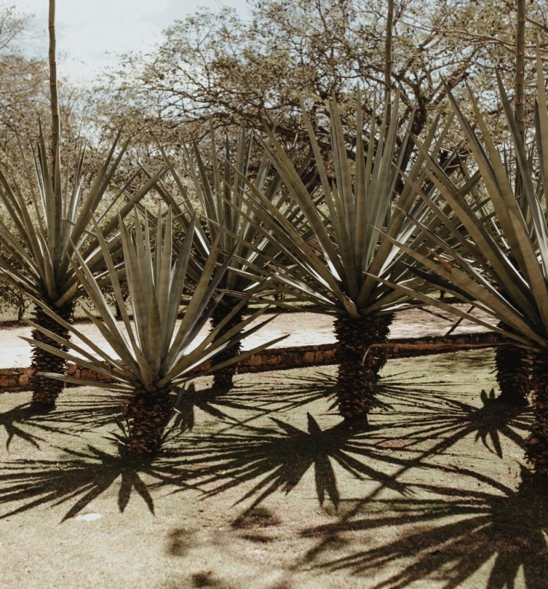 0002M&Aslide_HaciendaTamchen__WeddingDestination_Weddingmerida_BodaMexico_FotografoDeBodas_WeddingGay